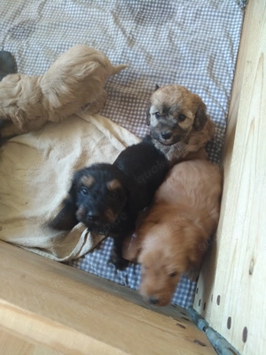 Zwergpudel Teckel Dackel Mix Welpen