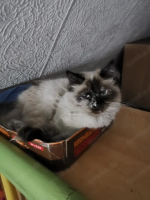 Maine Cone mix zu verkaufen  Bild 2
