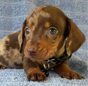 Süße Dackelwelpen   gesund, alle Impfungen   Eltern vor Ort