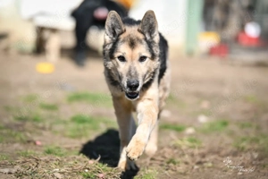 Rexi, z.Z. in Ungarn, ist ein höflicher und verträglicher Hundemann