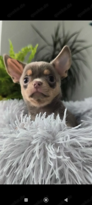 Chihuahua 