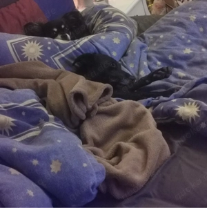 Ilona sucht ihr passendes Zuhause Bild 2