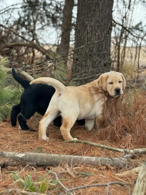 Labrador Welpen for adoption 