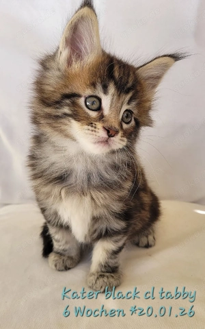 Maine Coon Kätzchen, typvoll mit Stammbaum