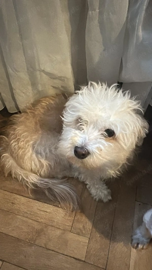 Rolly, kleine wuschelige Hündin sucht Körbchen 