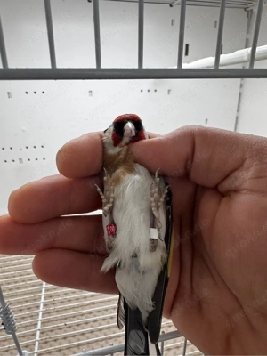 stieglitz parva  hahn zu verkaufen 