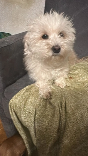 Rolly, kleine wuschelige Hündin sucht Körbchen 