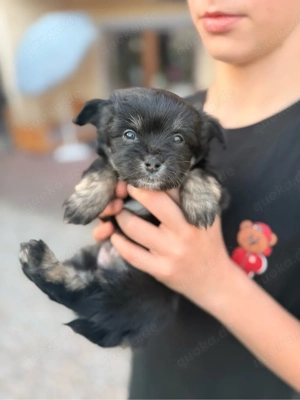 Exklusive Malchipoo Welpen aus verantwortungsvoller Familienaufzucht 