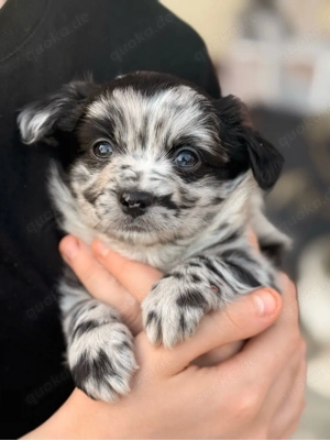 Exklusive Malchipoo Welpen aus verantwortungsvoller Familienaufzucht 