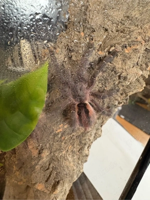 Ybyrapora sooretama vogelspinne