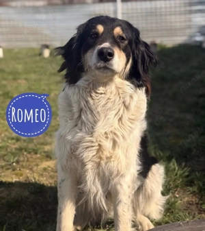 Romeo, wunderschöner Traumhund, Tornjak Mix