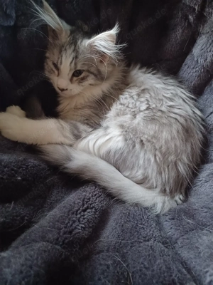  1 junge XL Maine Coon Dame