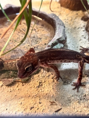 0.1 BN Leopardgecko (Hamm 14.03)