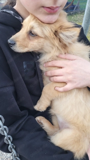  Zwergspitz weibchen sucht eine Familie  Bild 1