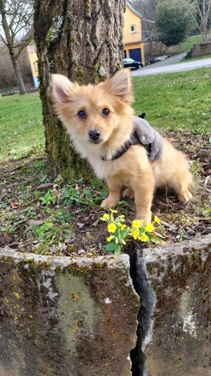  Zwergspitz weibchen sucht eine Familie  Bild 8