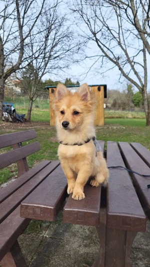  Zwergspitz weibchen sucht eine Familie  Bild 2
