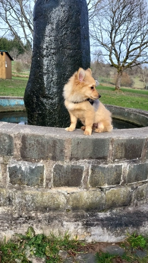  Zwergspitz weibchen sucht eine Familie  Bild 4