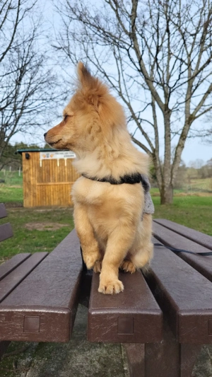  Zwergspitz weibchen sucht eine Familie  Bild 5