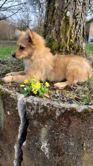  Zwergspitz weibchen sucht eine Familie  Bild 9