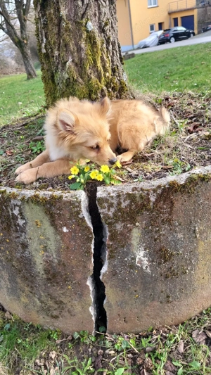  Zwergspitz weibchen sucht eine Familie  Bild 7