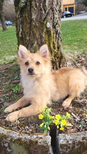  Zwergspitz weibchen sucht eine Familie  Bild 6