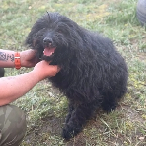 Miki, bezaubernde Mischlingshündin, Puli, Mudi, Tibet Terrier Bild 3