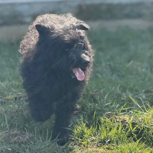 Miki, bezaubernde Mischlingshündin, Puli, Mudi, Tibet Terrier Bild 5