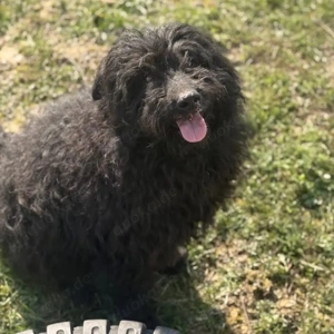Miki, bezaubernde Mischlingshündin, Puli, Mudi, Tibet Terrier Bild 4