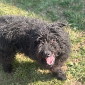 Miki, bezaubernde Mischlingshündin, Puli, Mudi, Tibet Terrier Bild 2