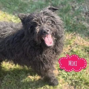 Miki, bezaubernde Mischlingshündin, Puli, Mudi, Tibet Terrier