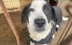 Mateo - ein stattlicher Rüde für aktive Menschen Bild 3