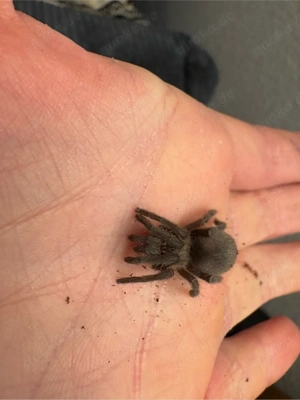 Vogelspinne Eupalaestrus campestratus