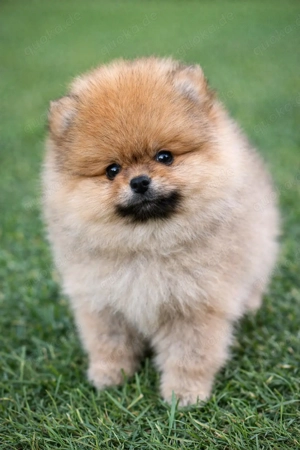 Exklusive Pomeranian (Zwergspitz) Welpen   typvoll & liebevoll aufgezogen