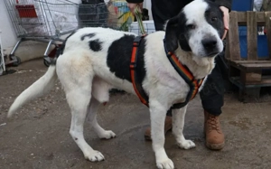 Mateo - ein stattlicher Rüde für aktive Menschen Bild 4