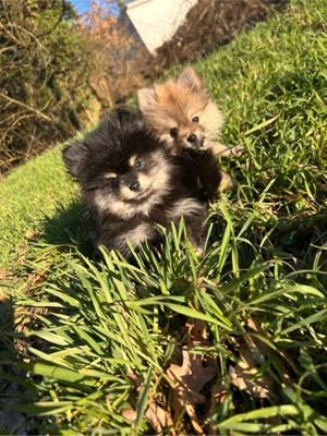 Pomeranian Zwergspitz Rüde & Hundin   dürfen sofort ausziehen 10 wochen alt