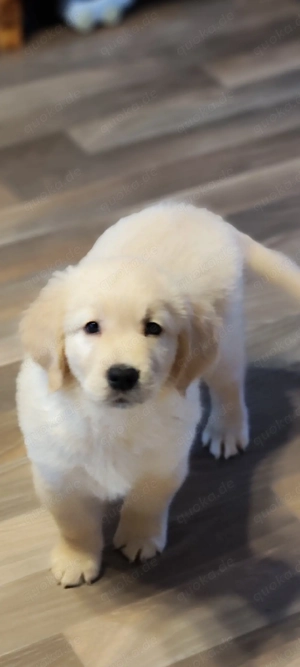 Wunderschöne reinrassige Golden Retriever Babys Rüden suchen ab 10.03 