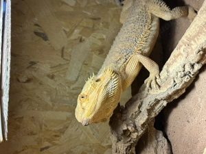 Bartagame mit ohne Terrarium zu verkaufen 