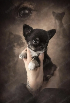 Chihuahuawelpen Ruden langhaar mit Ahnentafel  Bild 3
