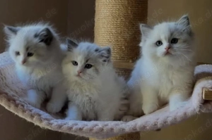 Ragdoll Kitten suchen ein liebevolles Zuhause