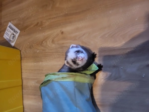 3 Frettchen ( 1 Männchen,  2 Weibchen)