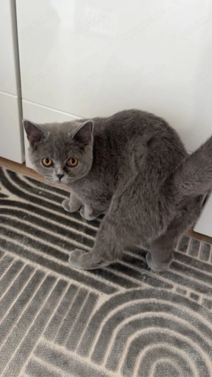 British Kurzhaar Katze mit Zubehör !!!