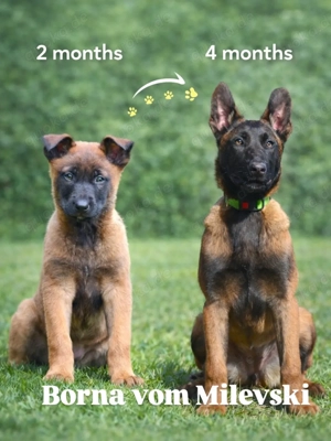 Belgischer Schäferhund (Malinois)