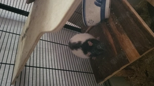 3 handzame männliche ratten abzugeben 