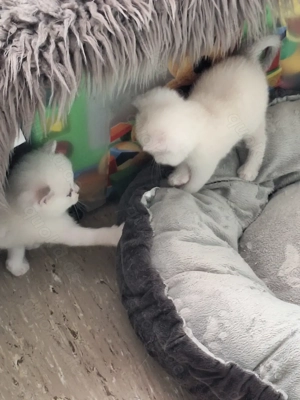 BKH und BLH Kitten mit Blau Augen Bild 7