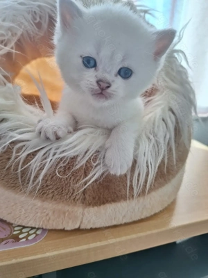 BKH und BLH Kitten mit Blau Augen Bild 3
