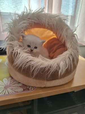 BKH und BLH Kitten mit Blau Augen Bild 5