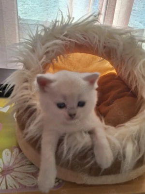 BKH und BLH Kitten mit Blau Augen