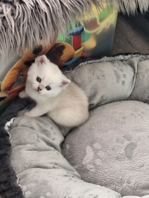 BKH und BLH Kitten mit Blau Augen Bild 4