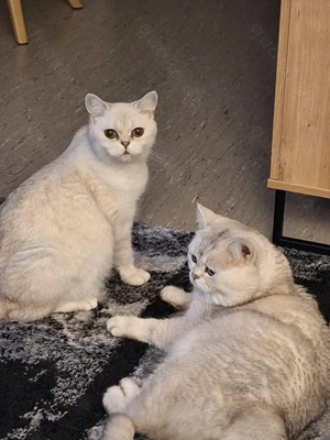 BKH und BLH Kitten mit Blau Augen Bild 8