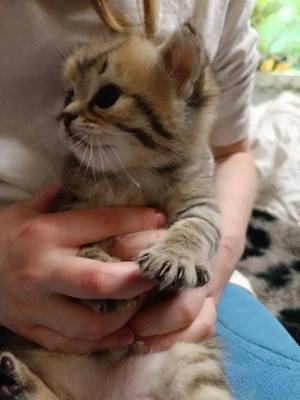 kitten  bkh Junge  NY24  reinrassig Getiegert tabby golden bleck 